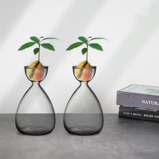 Avocado Hydroponic Seed Planting Bottle